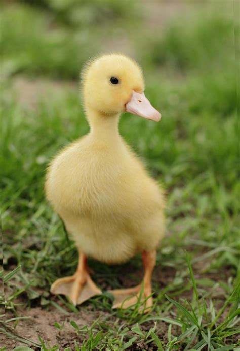 Little Duck is a level 70 NPC that can be found in The Waking Shores. This NPC can be found in The Waking Shores. In the NPCs category. Always up to date.